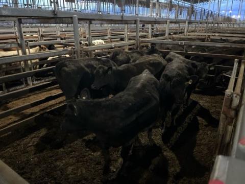 128 · 7 Angus X Angus PTIC Heifer 475kg (Total weight: 3325kg)