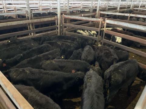 226 · 18 Angus X Heifer
