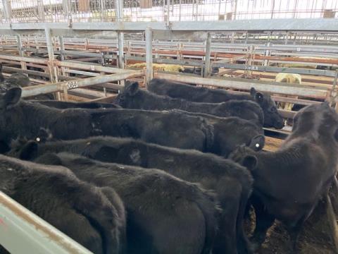 129 · 9 Angus X Grown Steers 457.20kg (Total weight: 4115kg)