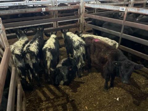 227 · 6 Speckle Park X Heifer