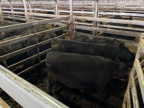 031 · 3 Angus Steer