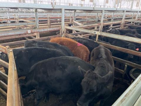 130 · 5 Angus X Grown Steers 373kg (Total weight: 1865kg)