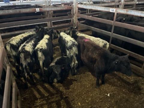 228 · 1 Angus X Heifer