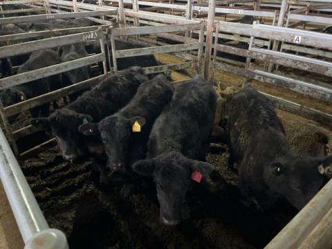 032 · 4 Angus Steer