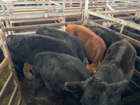 131 · 1 Red Angus X Grown Steers 435kg (Total weight: 435kg)