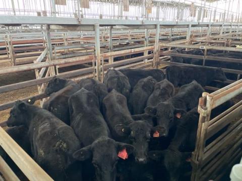 132 · 16 Angus X Weaner Steers 210.60kg (Total weight: 3370kg)