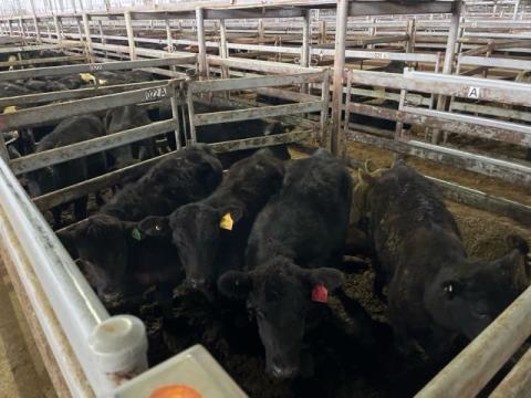 033 · 2 Murray Grey Steer