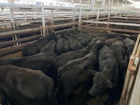 229 · 21 Angus X Heifer