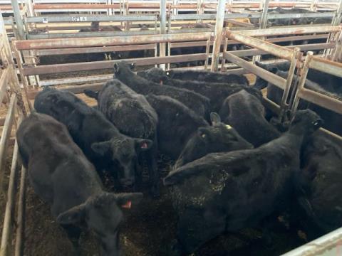 133 · 10 Angus X Weaner Steers 183.50kg (Total weight: 1835kg)