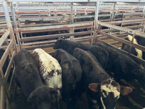 134 · 6 Angus X Weaner Steers 280.80kg (Total weight: 1685kg)