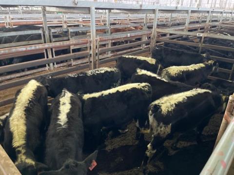 135 · 13 Speckle Park X Weaner Steers 223.50kg (Total weight: 2905kg)