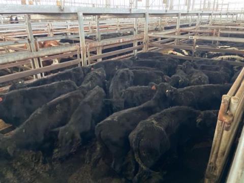 136 · 23 Angus X Weaner Steers 138.50kg (Total weight: 3185kg)