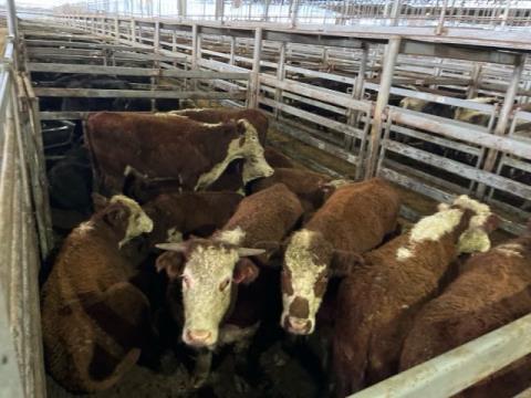 034 · 16 Hereford X Steer