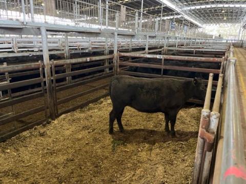 230 · 1 Murray Grey X Heifer