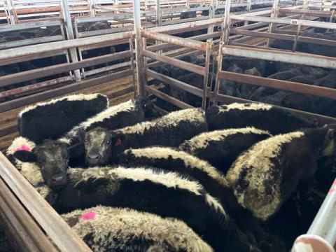 137 · 9 Speckle Park X Weaner Steers 182.20kg (Total weight: 1640kg)