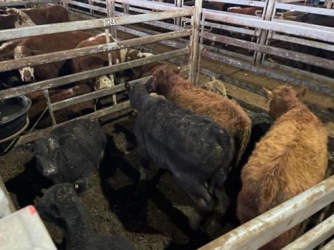 035 · 7 Angus X Steer