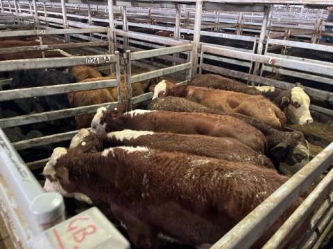 036 · 6 Braford Steer