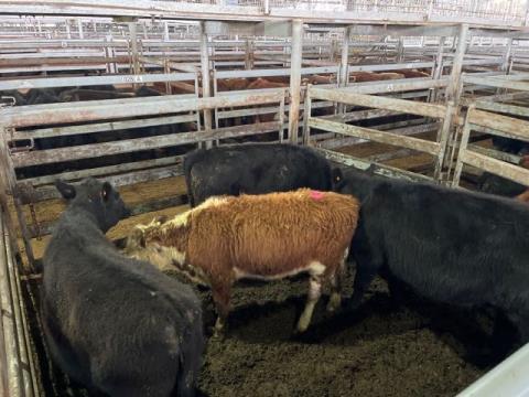 037 · 3 Angus Steer