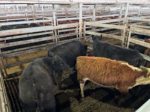 038 · 1 Hereford Steer