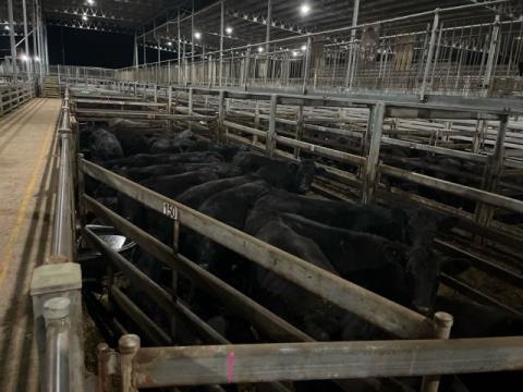231 · 22 Angus X Grown Heifers