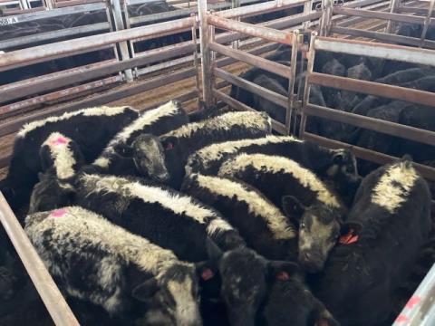 138 · 3 Speckle Park X Weaner Steers 120kg (Total weight: 360kg)
