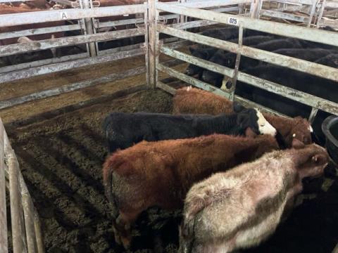 039 · 4 Shorthorn Steer