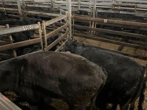 232 · 5 Angus X Grown Heifers