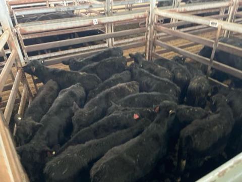 139 · 18 Angus X Weaner Steers 103.10kg (Total weight: 1855kg)