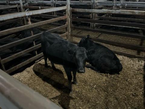 233 · 2 Angus X Weaner Heifers