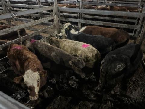 040 · 4 Hereford X Steer