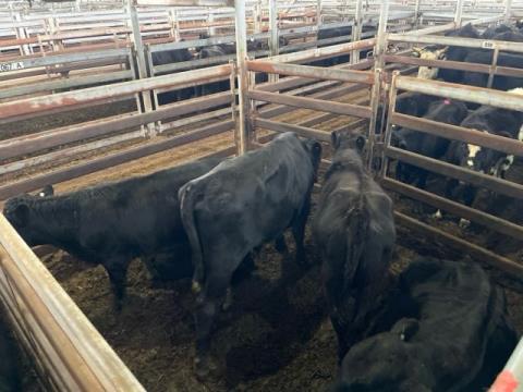 140 · 5 Angus X Cub 347kg (Total weight: 1735kg)