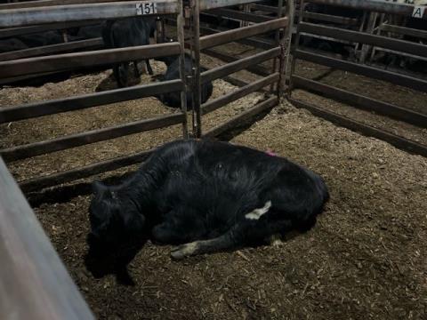 234 · 1 Angus X Heifer