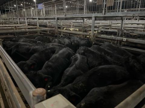 235 · 18 Angus X Heifer