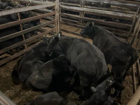 236 · 8 Angus X Heifer