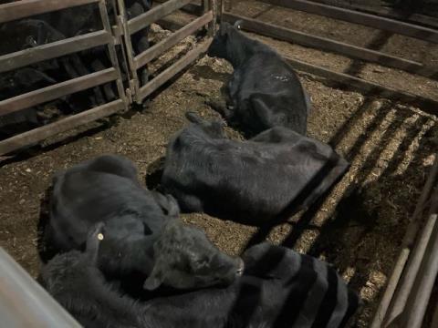 237 · 4 Angus X Heifer