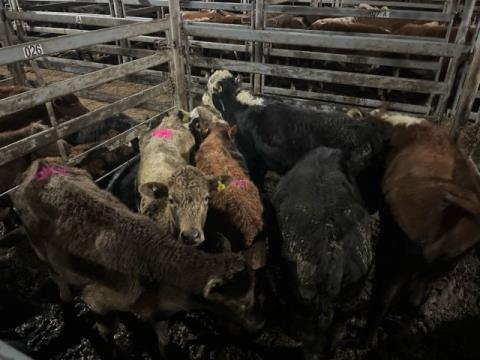 041 · 4 Charolais X Steer
