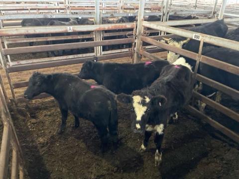 141 · 3 Angus X Weaner Steers 208.30kg (Total weight: 625kg)