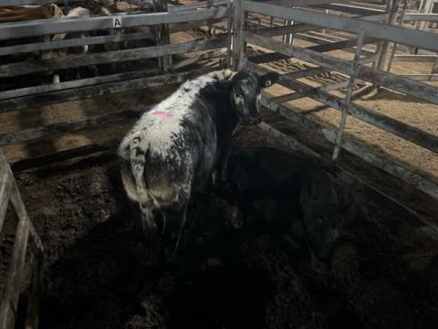 042 · 1 Angus Weaner Steers