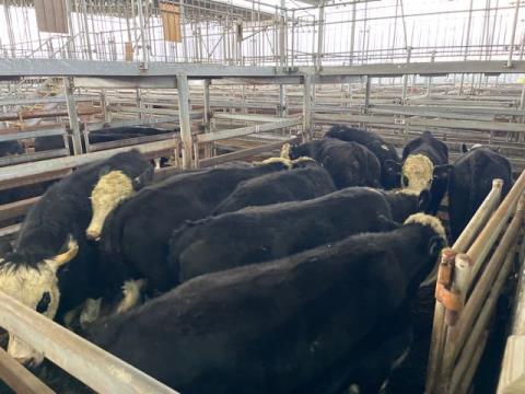 142 · 10 Hereford X Grown Steers 565kg (Total weight: 5650kg)