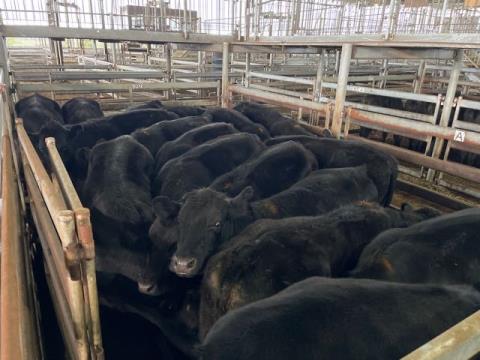 143 · 17 Angus X Grown Steers