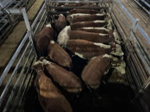 044 · 14 Poll Hereford Weaner Steers