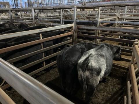 144 · 2 Angus X Grown Steers