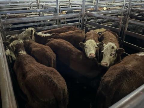 045 · 8 Poll Hereford Weaner Steers