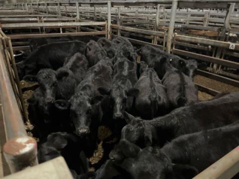 238 · 20 Angus X Heifer