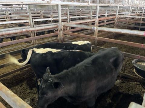 145 · 3 Speckle Park X Grown Steers