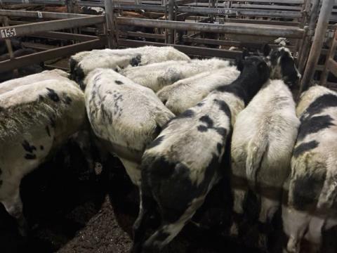 239 · 9 Blue Roan Heifer