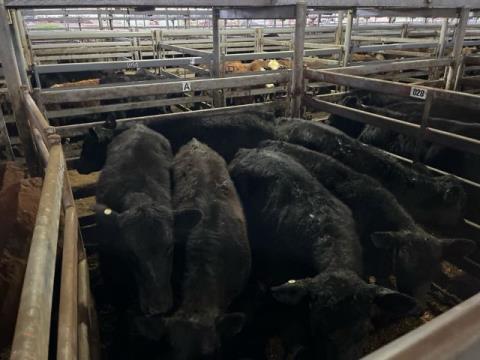 046 · 6 Angus X Angus Weaner Steers