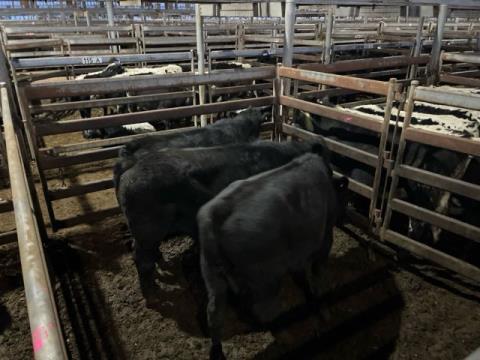 146 · 3 Angus X Grown Steers