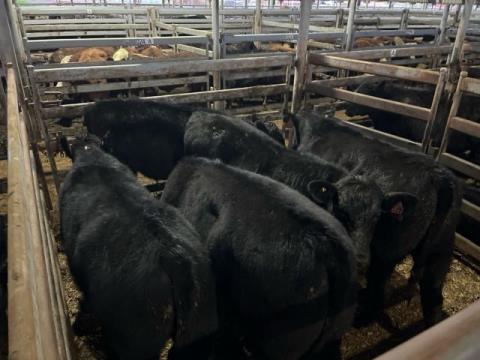 047 · 5 Angus X Angus Weaner Steers