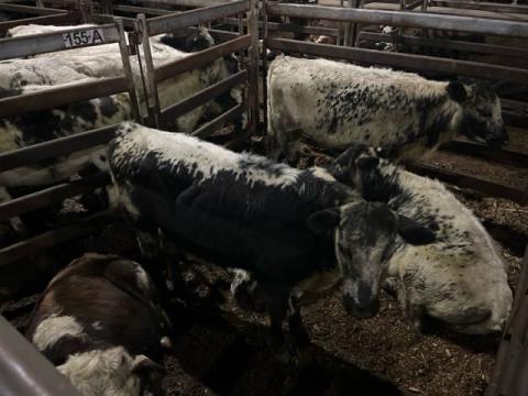 240 · 4 Speckle Park X Heifer